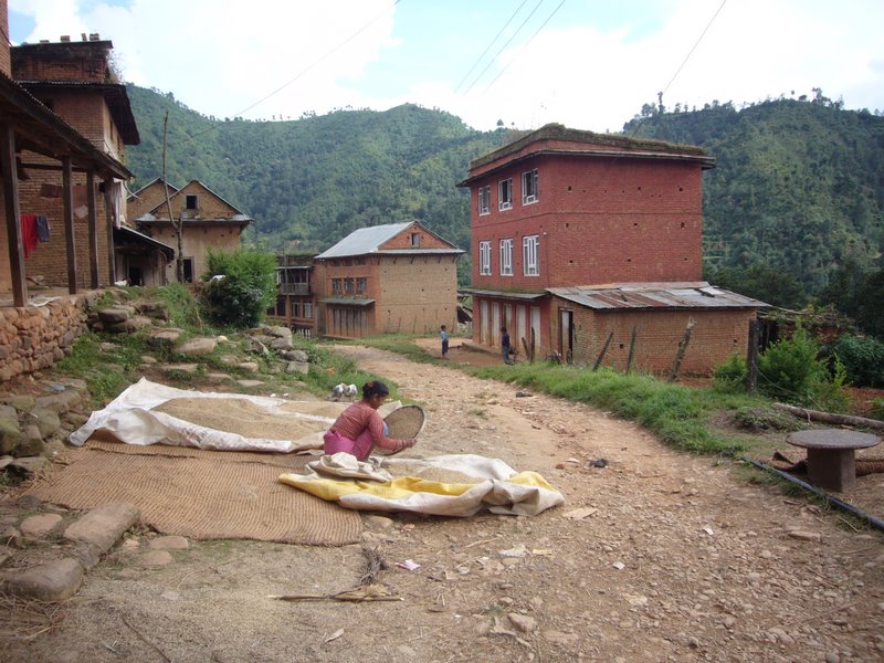 Grains are dried in the sun.
